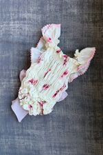 Phi lemon cherry blossom cotton swimsuit